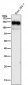 Anti-ICAM1 / CD54 Rabbit Monoclonal Antibody